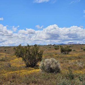 AUCTION! GOLDTOWN IN SOUTHERN CALIFORNIA. 3 PARCELS BUNDLED INTO ONE LARGE PROPERTY! BID NOW! ONLY $99/MONTH!