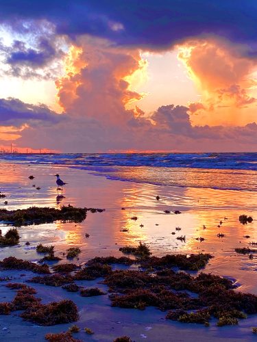 EXCEPTIONAL TEXAS PROPERTY ONLY MINUTES AWAY FROM THE BEACH, JUST$15,775/ $199 A MONTH. RARE FIND! GREAT INVESTMENT OPPORTUNITY!