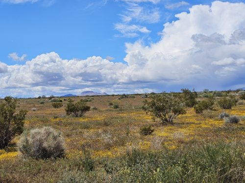 RARE FIND: LARGE 1.66-ACRE PARCEL IN CALIFORNIA CITY, SOUTHERN CALIFORNIA LOCATED IN A GROWING AREA FOR JUST $99 PER MONTH.