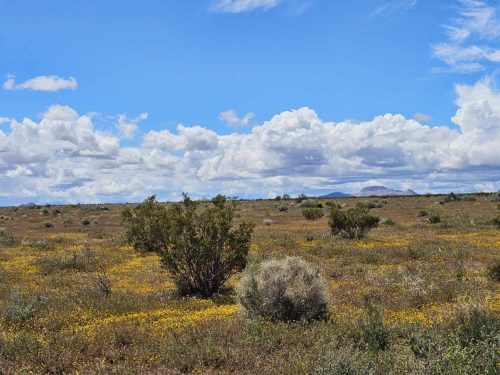 INVESTMENT LOT IN SOUTHERN CALIFORNIA – 2 LOTS BUNDLED INTO ONE LARGE PROPERTY. PERFECT FOR RECREATION. AVAILABLE FOR JUST $99 PER MONTH!