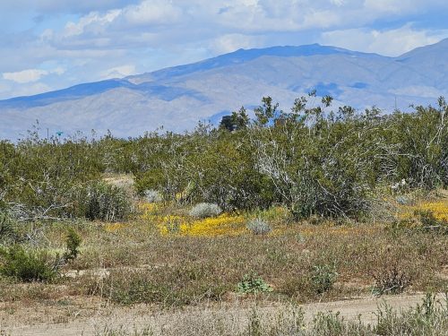 2.5-ACRE PARCEL IN CALIFORNIA CITY, SOUTHERN CALIFORNIA LOCATED IN A GROWING AREA! BID NOW!