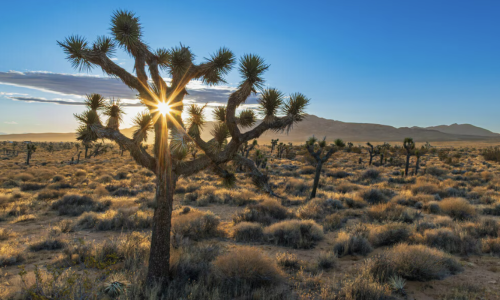 OWNER FINANCING! GREAT LOT, LOCATED IN BOOMING CALIFORNIA CITY, THIS ATTRACTIVE LOT IS A FANTASTIC INVESTMENT OPPORTUNITY AT JUST $99 PER MONTH!