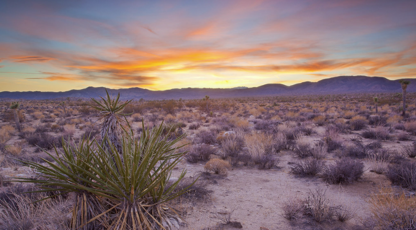 SUMMER LIQUIDATION SALE! ONLY $999 CASH! BEST LAND BUY OF THE YEAR! OWN NOW IN TAFT CALIFORNIA, MUST GO! INVESTMENT OPPORTUNITY!