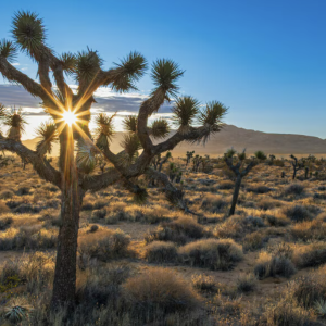 BID OR BUY NOW! LOCATED IN BOOMING CALIFORNIA CITY, THIS ATTRACTIVE LOT IS A FANTASTIC INVESTMENT OPPORTUNITY! ONLY $199/MONTH!